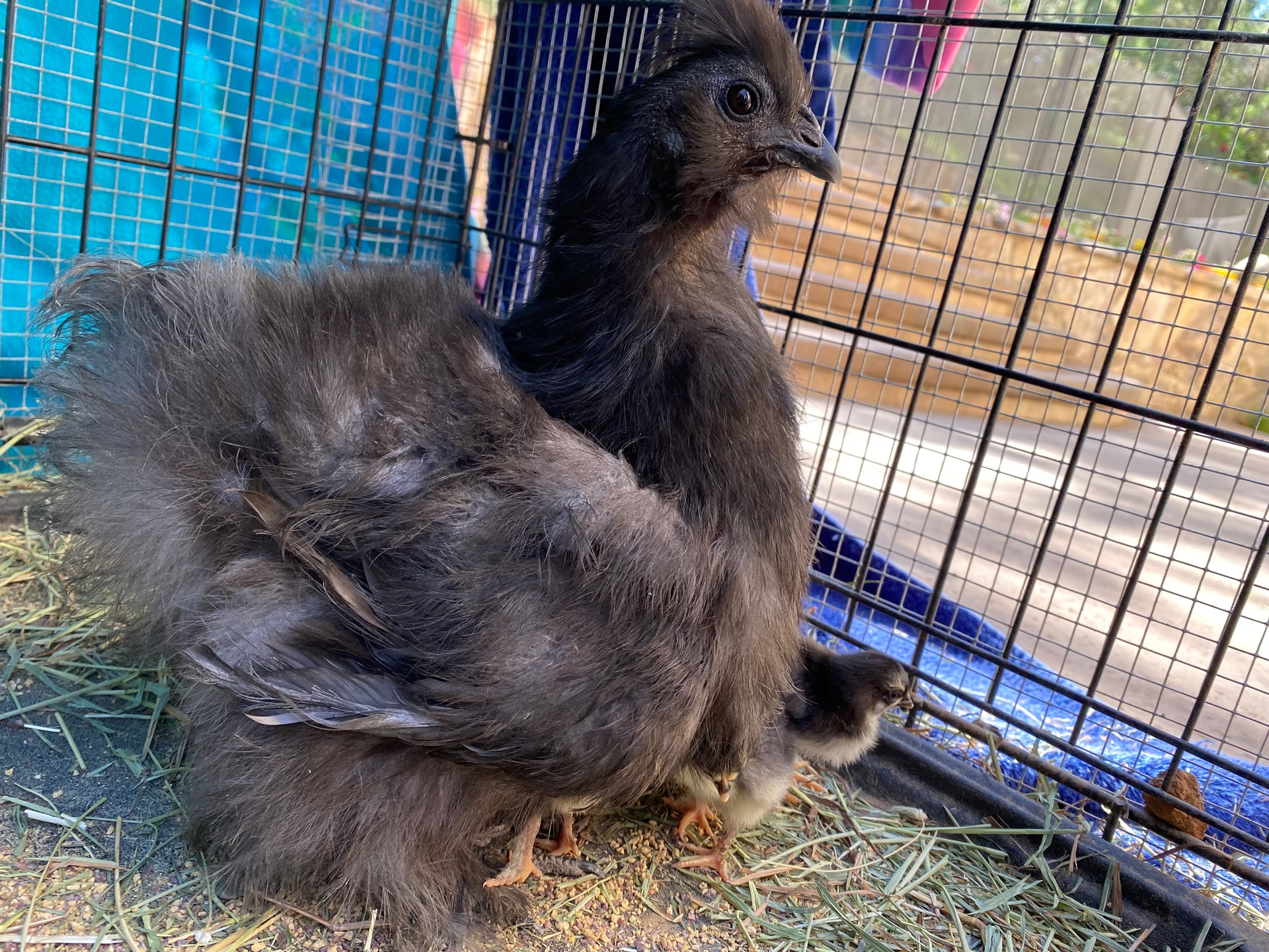 "Sea Storm" Dive Watch - Limited Run Skin Diver - With Date - Seals Watch Co